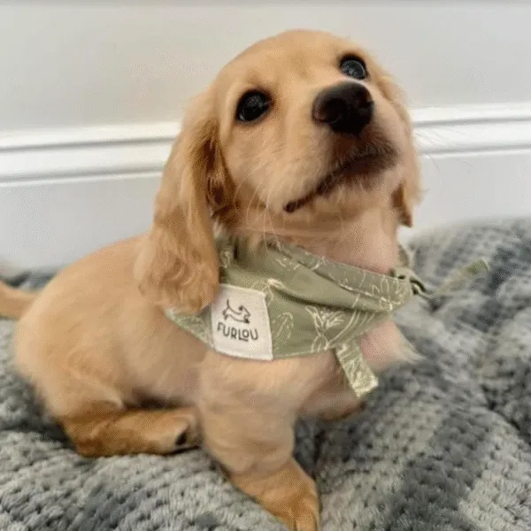 Archie - Miniature Dachshund Puppy