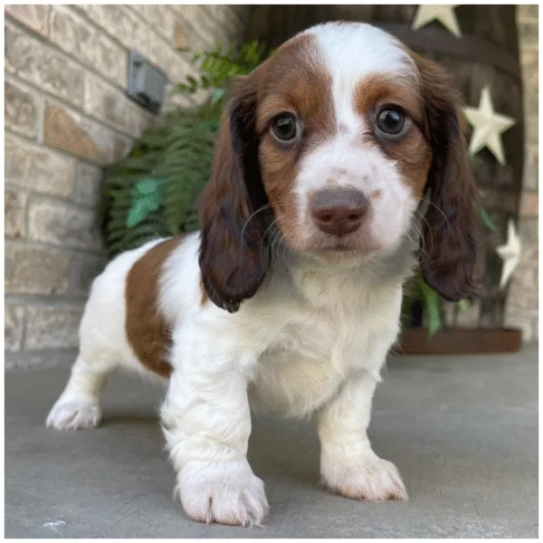 Prime Dachshund puppy Beauty