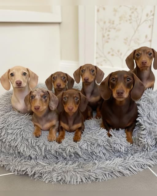 Prime Dachshunds puppies in Australia breeding program