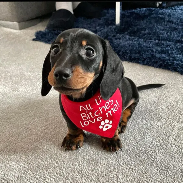 Prime Dachshund puppy Derek