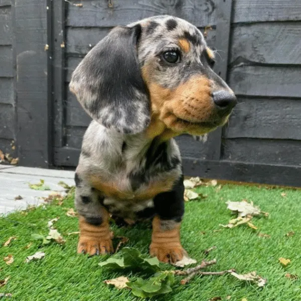 Prime Dachshund puppy Oakley