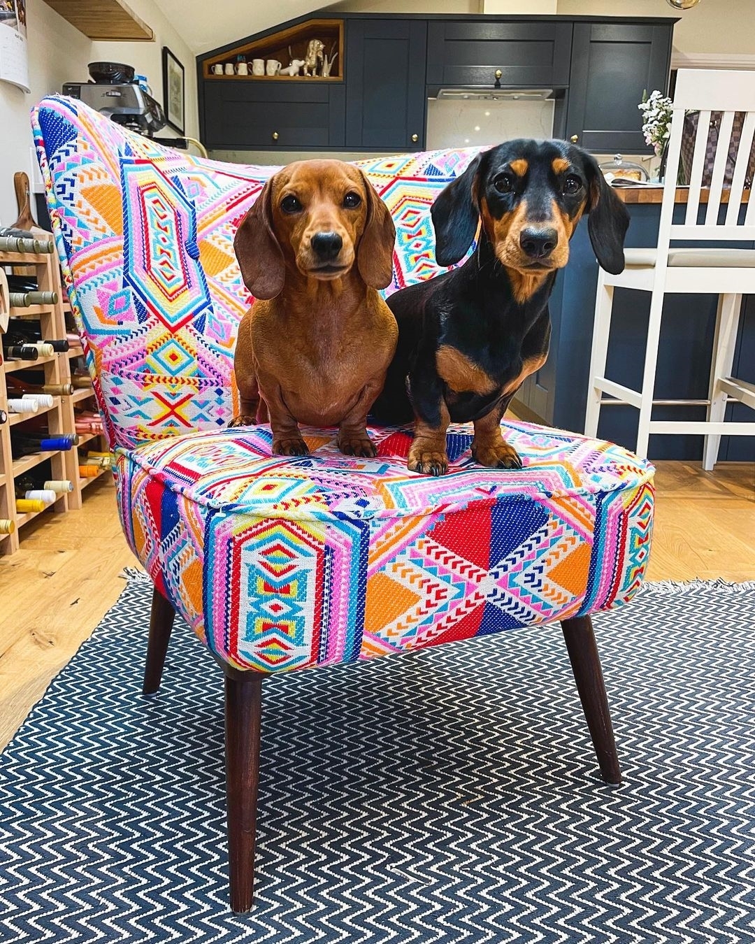 Healthy Prime Dachshund puppy